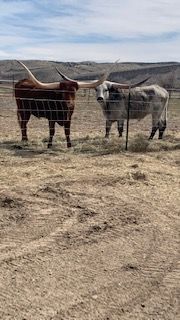 Two Texas Longhorn cattle with large, wide horns stand behind a wire fence in a dry, open pasture under a cloudy sky.