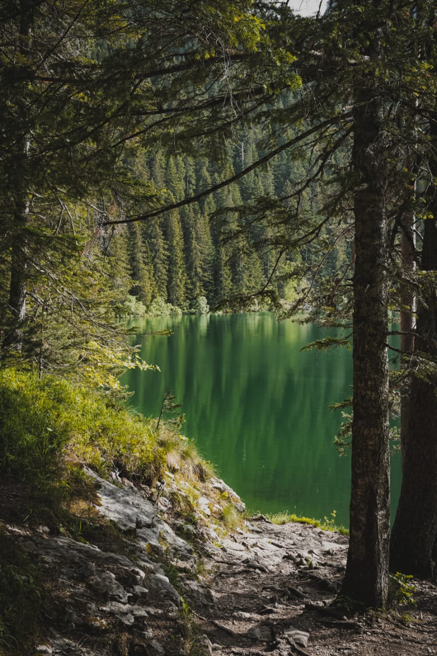 A lake in the middle of a forest surrounded by trees.