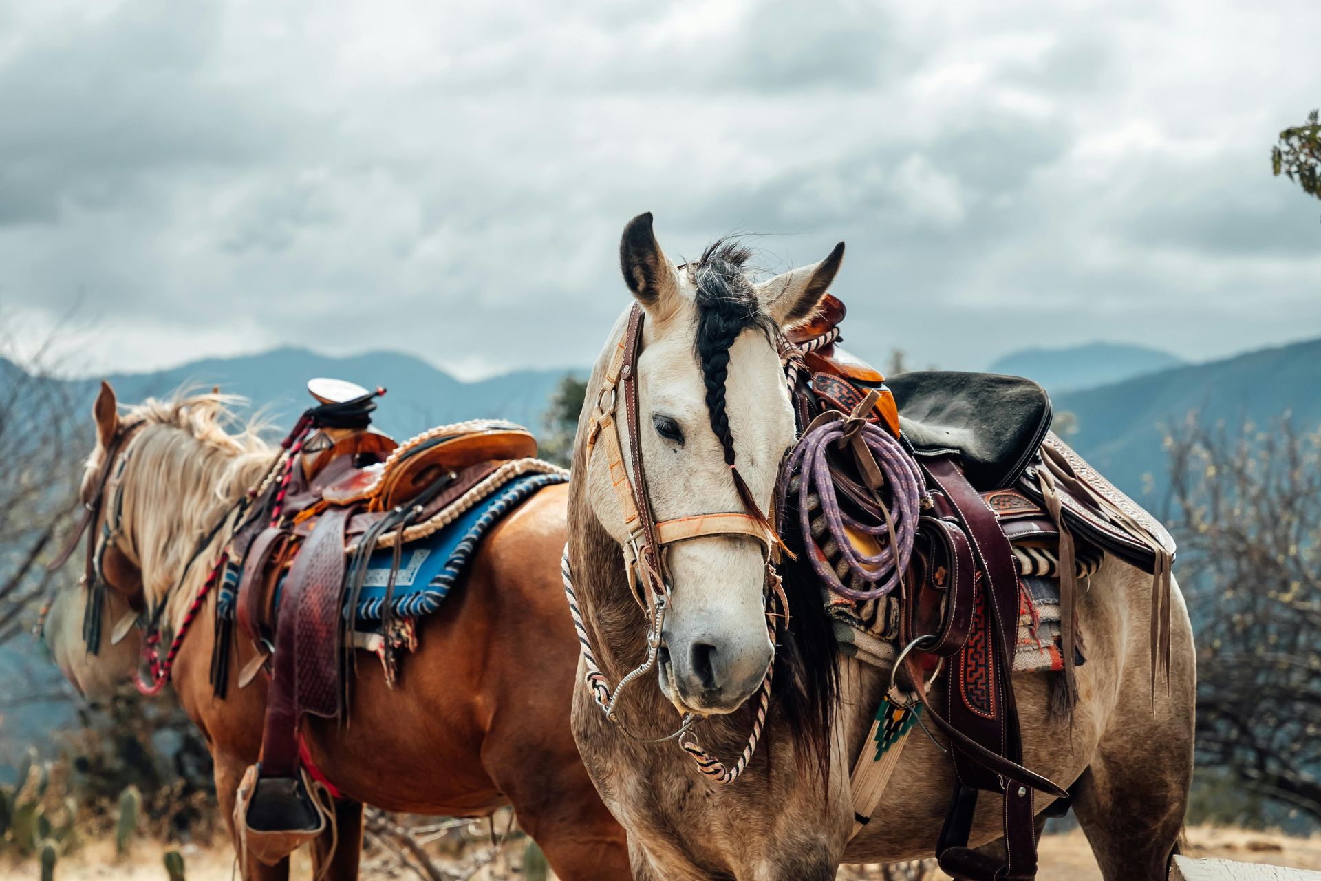 Two saddled horses stand side-by-side outdoors, mountains in the background under a cloudy sky.