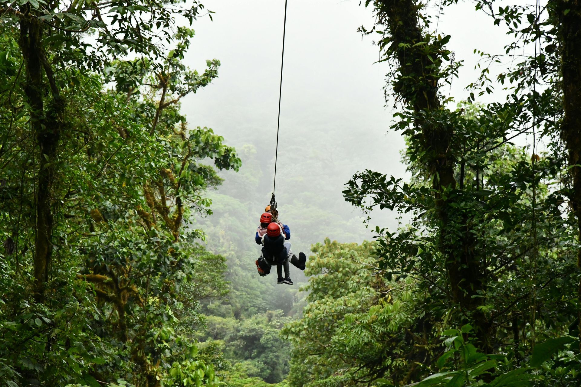 Person zip-lining through a lush green rainforest with a foggy background.