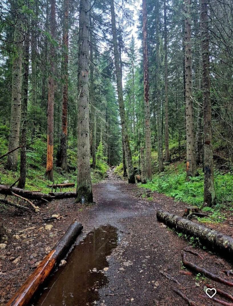 A forest trail with tall green trees and a puddle. Cloudy day. The trail to the Black lake.