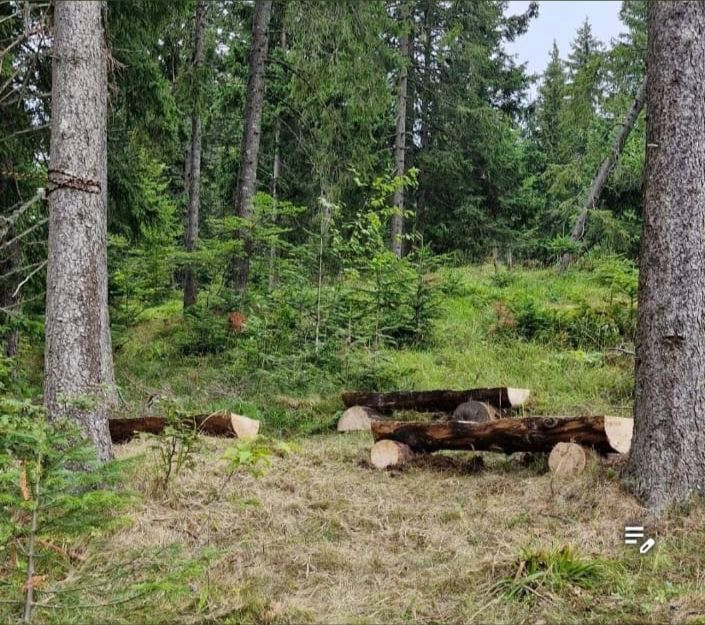 A forest scene with wooden benches constructed from logs on a grassy area near trees.