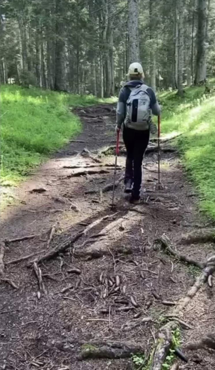 Person hiking in a forest, using trekking poles on a dirt path with exposed roots.