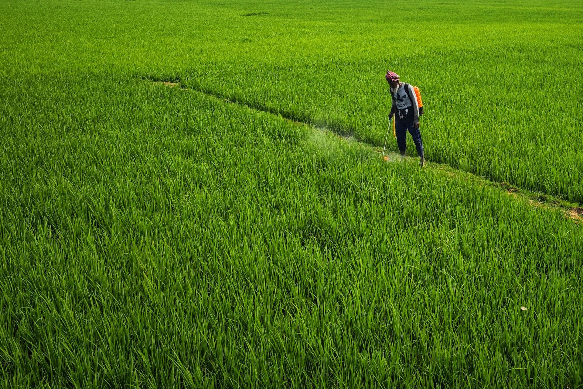 Global Decline in Male Fertility Linked to Common Pesticides.