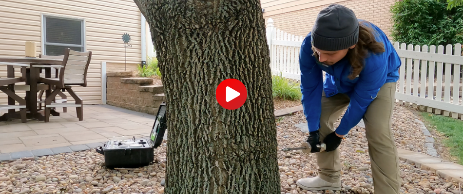 Trunk Injections For Emerald Ash Borer Treatment