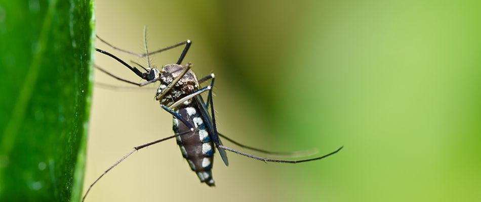 Mosquito Control Service In Wilber, NE