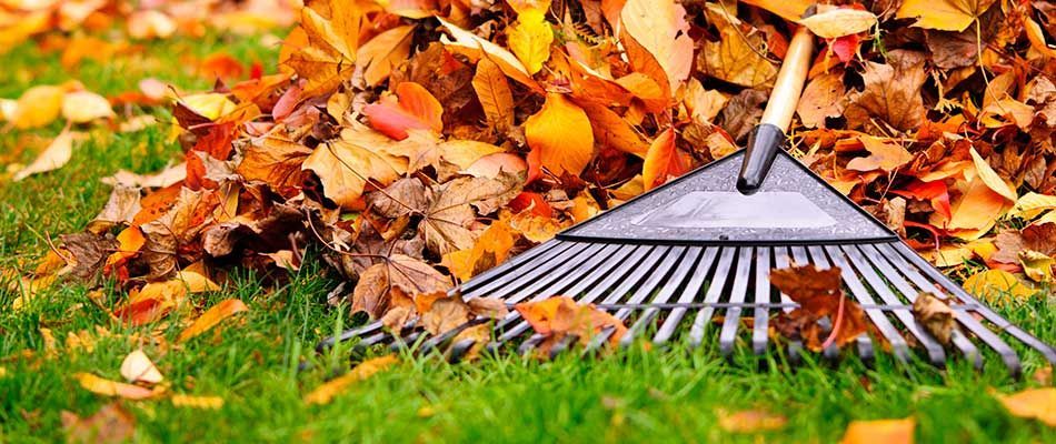 Fall Leave Removal Service