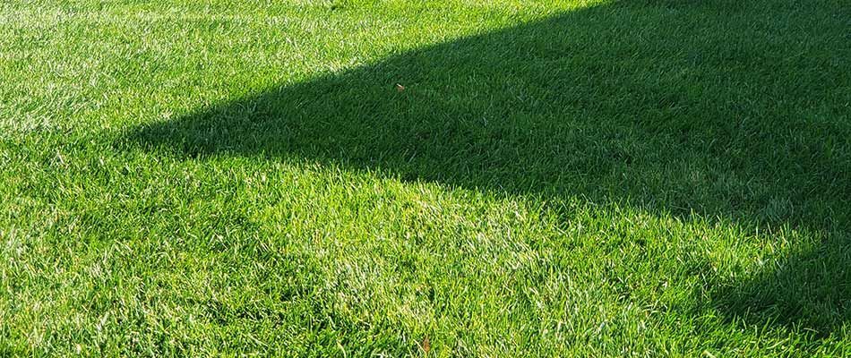 Lawn Fertilization & Weed Control Service