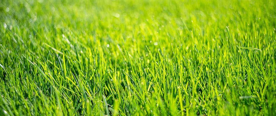 Lawn Fertilization & Weed Control Service In Seward, NE