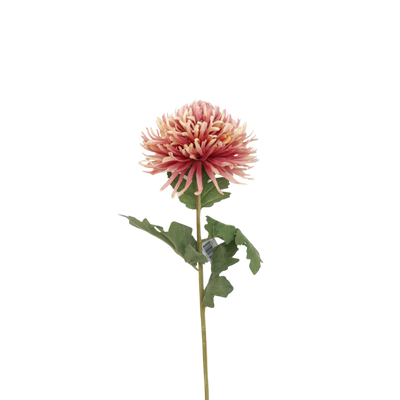 Chrysanthemum tak - Roze