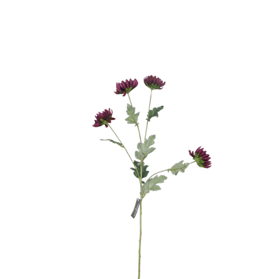 Chrysanthemum tak – Donkerpaars