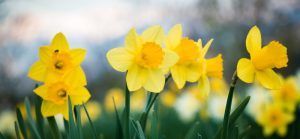 spring-flowers