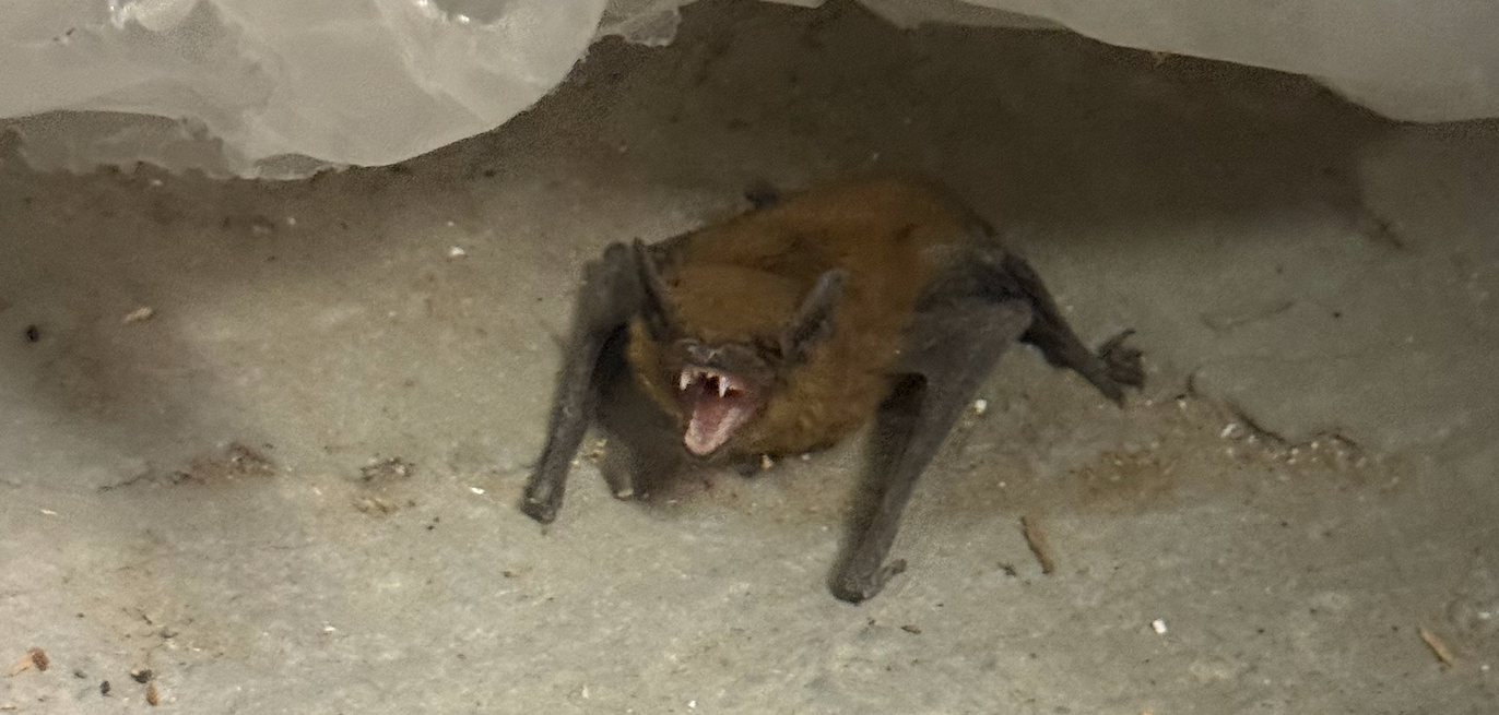 Bat discovered inside furnace during routine HVAC maintenance in Dubuque, Iowa
