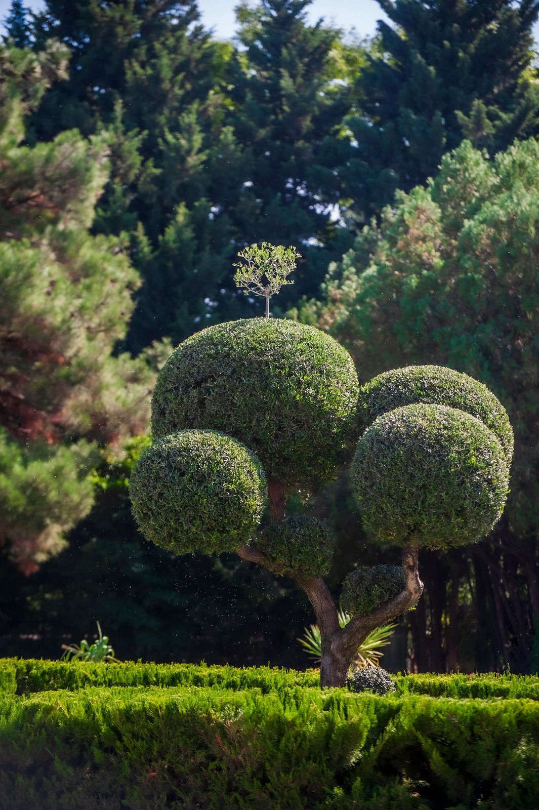 A green, round-shaped tree in a manicured garden setting. Dark green trees fill the background.
