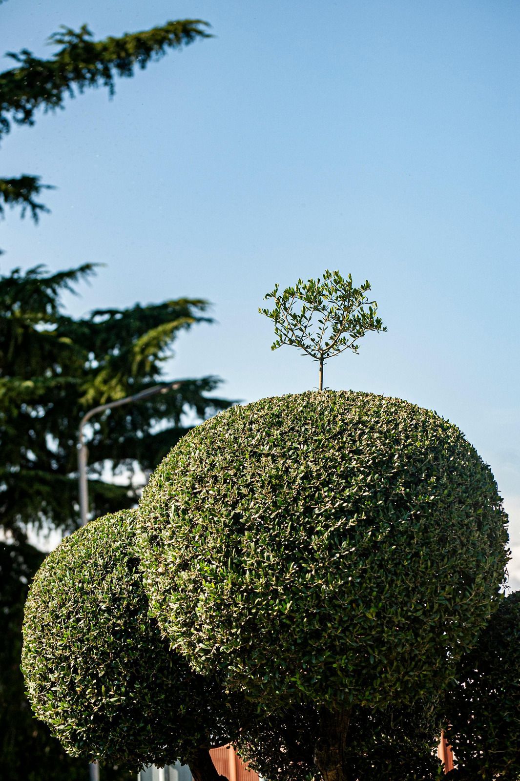 Topiaried bushes with a small tree on top against a blue sky.