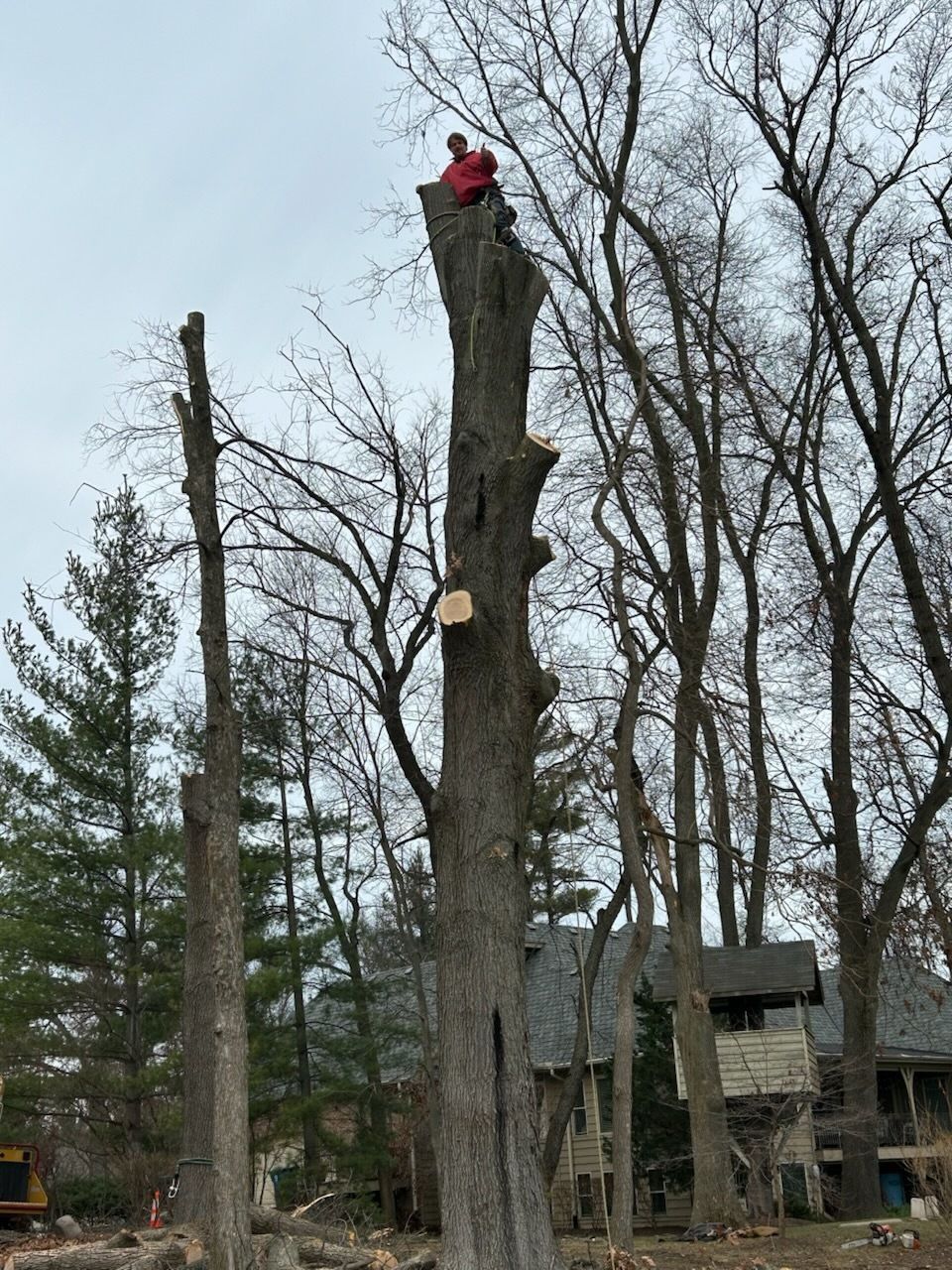A person on a ladder pruning a tree in a sunny outdoor setting with reddish plants in the foreground.
