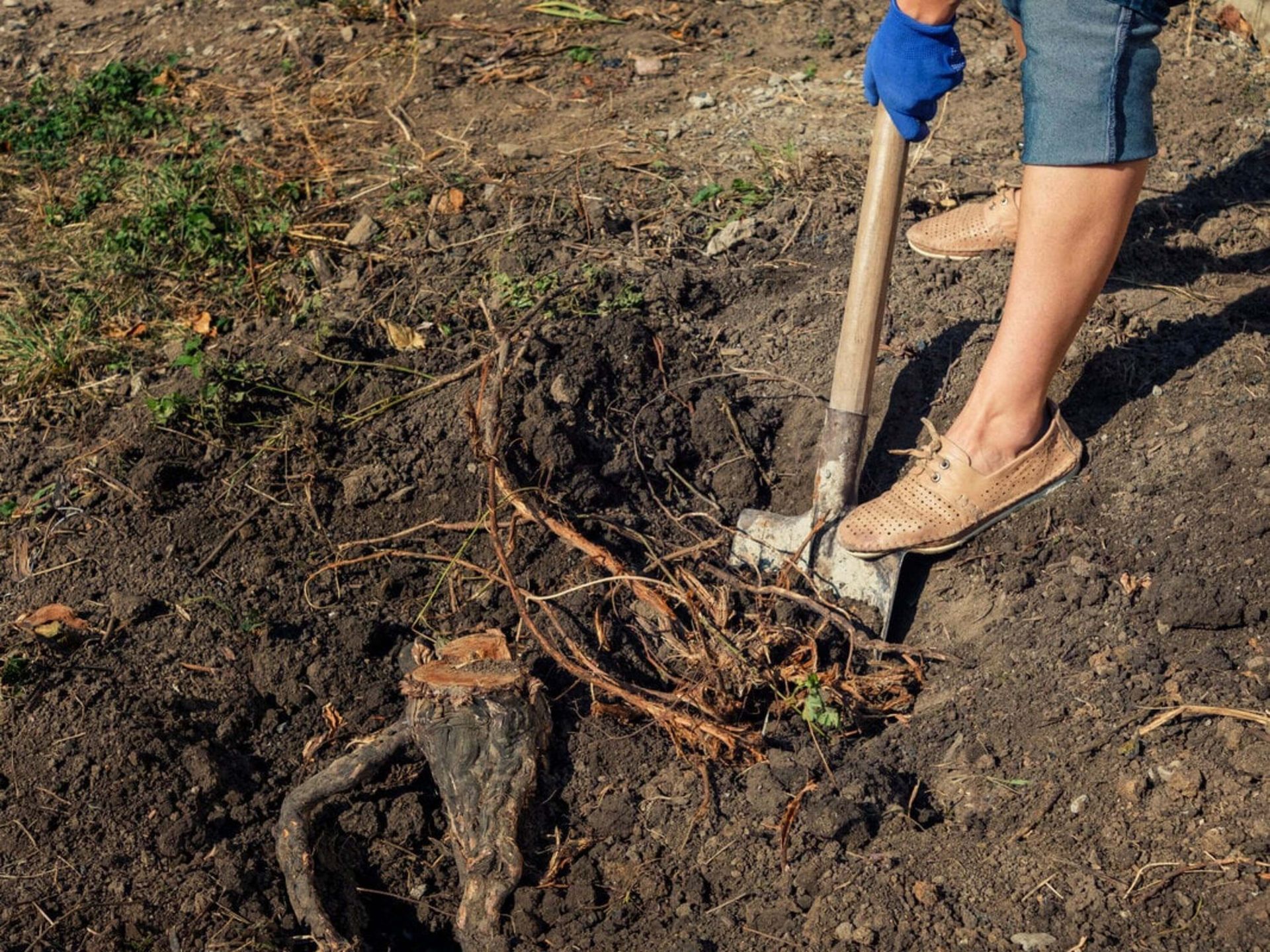Person using a shovel to dig around a tree stump in dark soil.