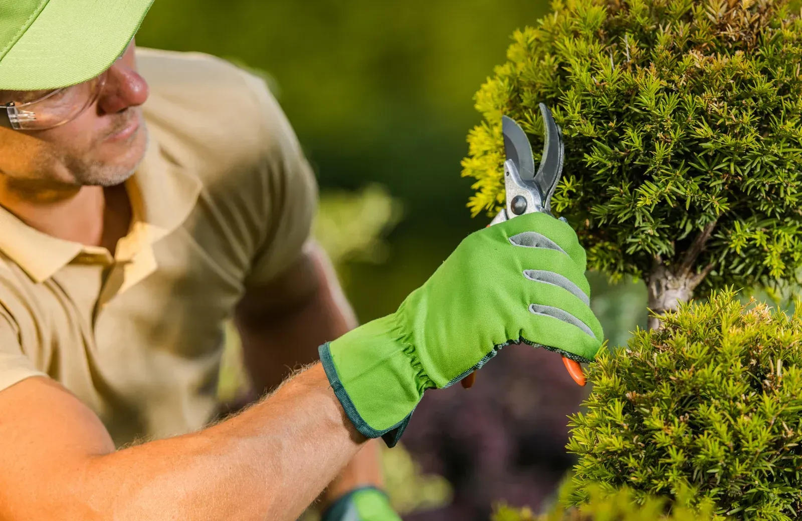 Gardener trimming a green bush with pruning shears, wearing green gloves, and a cap.