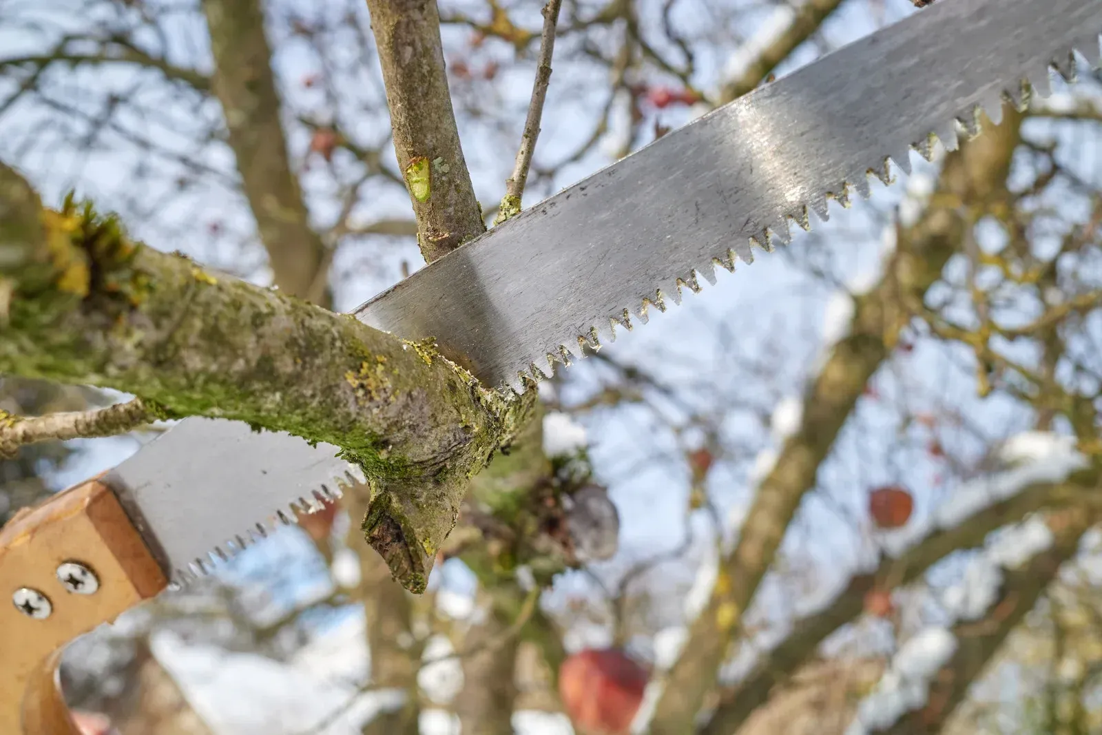 Arborist in a bucket lift, cutting a tree branch with a chainsaw, sawdust flying.