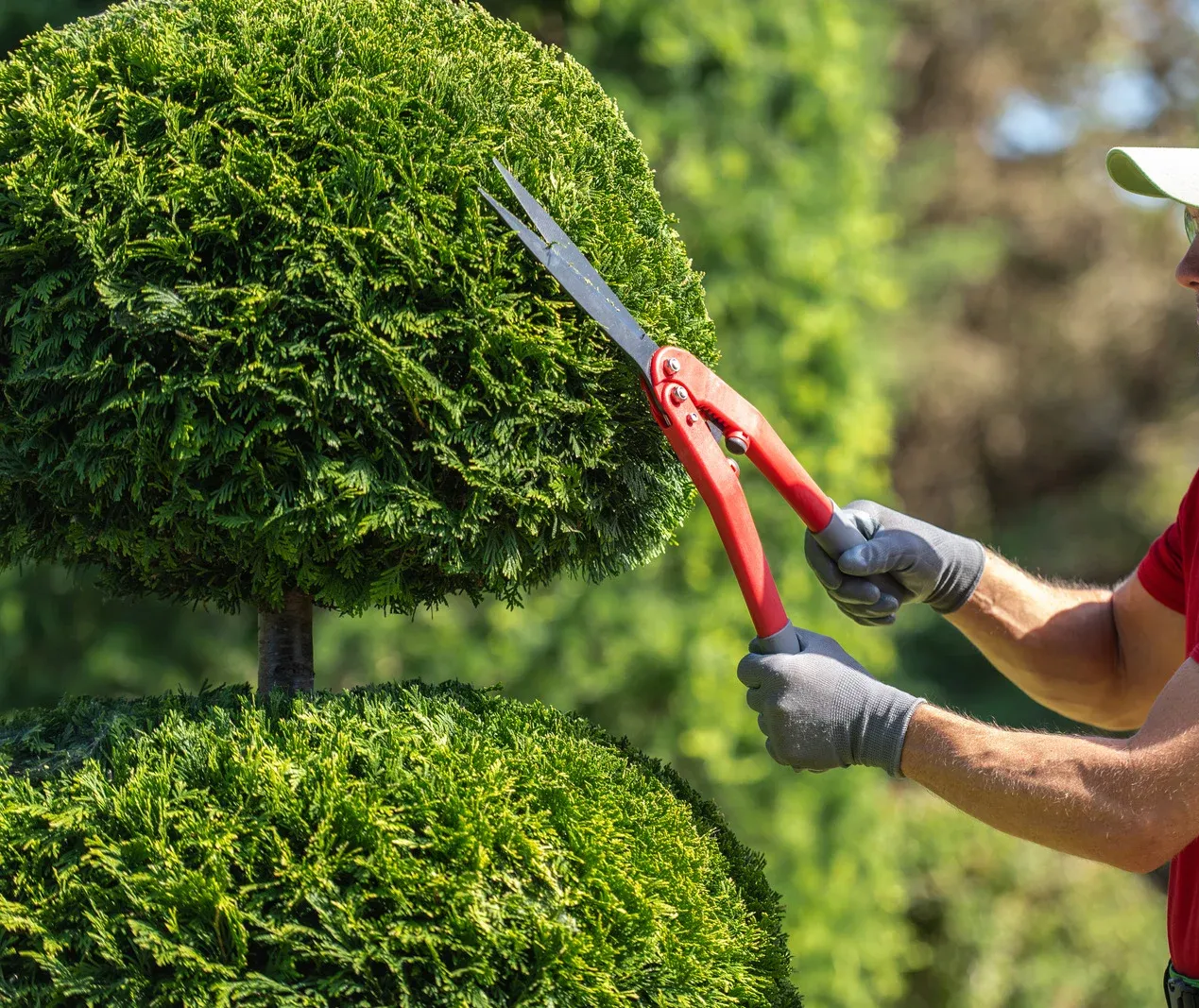 Person trimming a topiary with red handled shears outdoors.