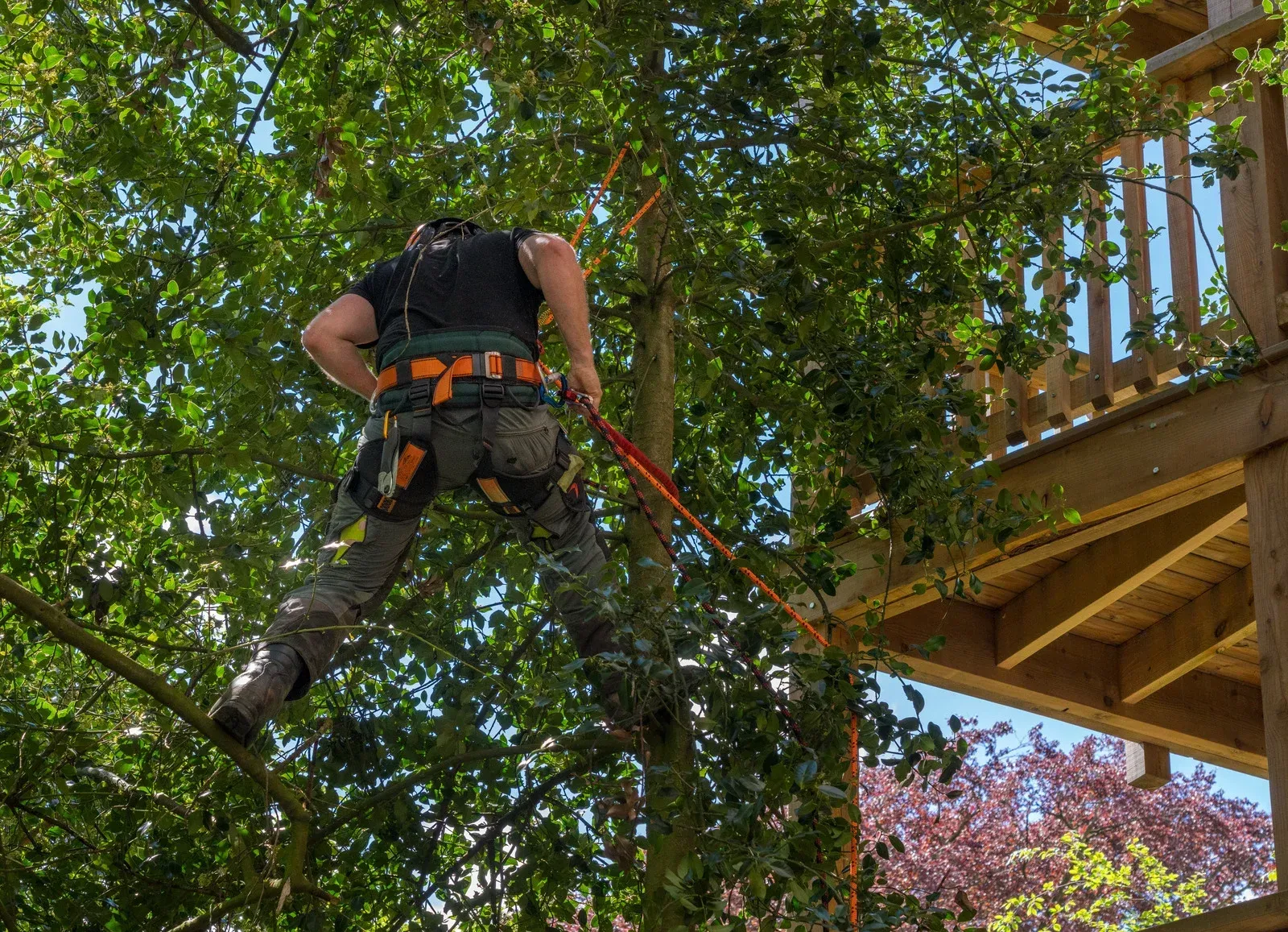 Arborist in a tree, working with ropes. Wooden structure in the background.