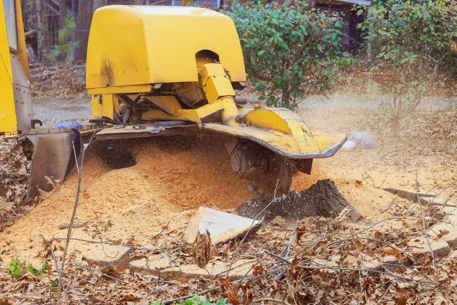 Yellow stump grinder grinding wood into sawdust in a yard.