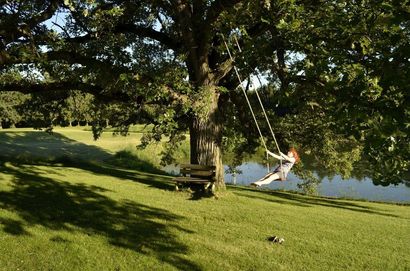 Oak tree swing