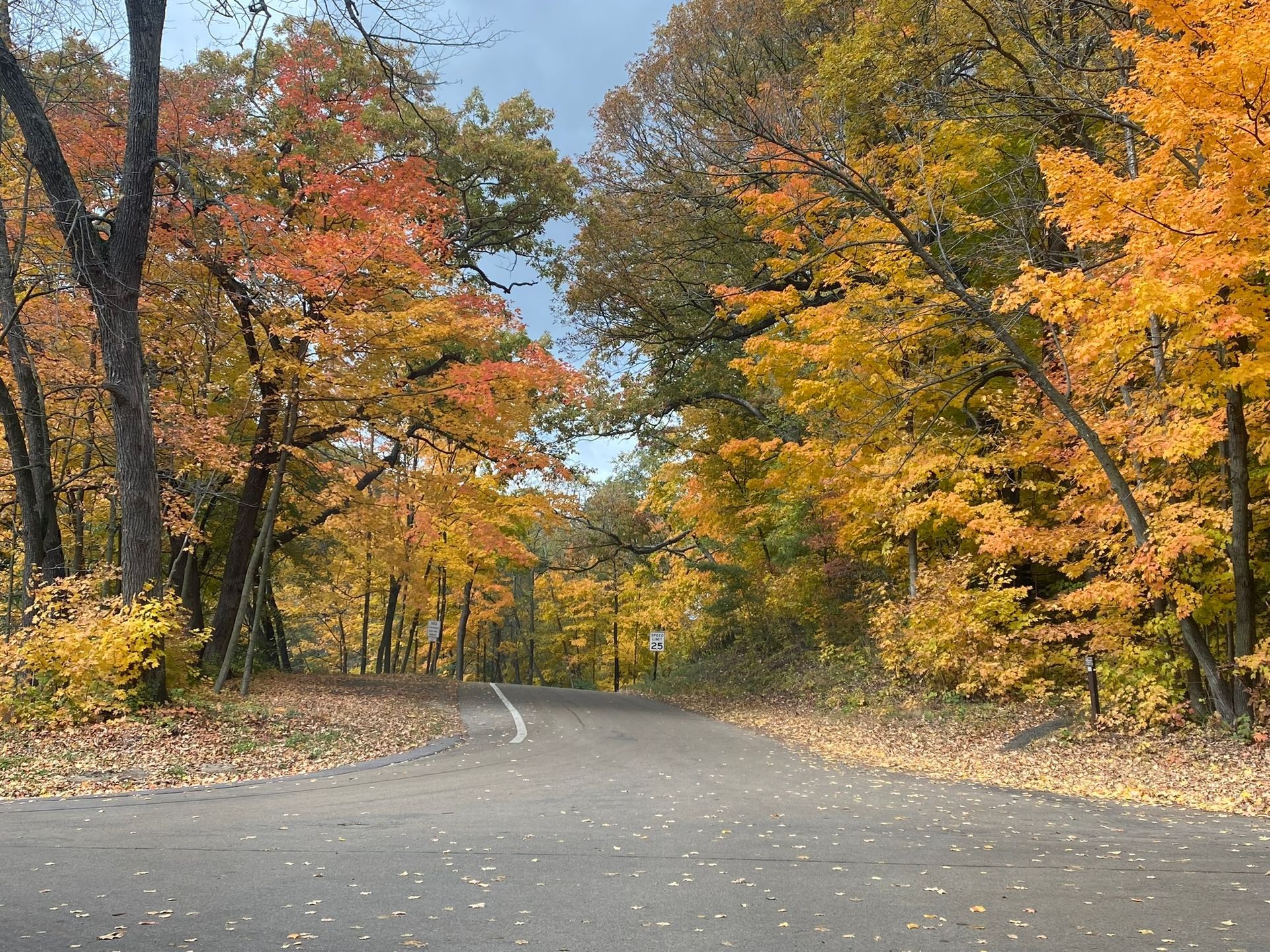 A road surrounded by trees with leaves on the ground