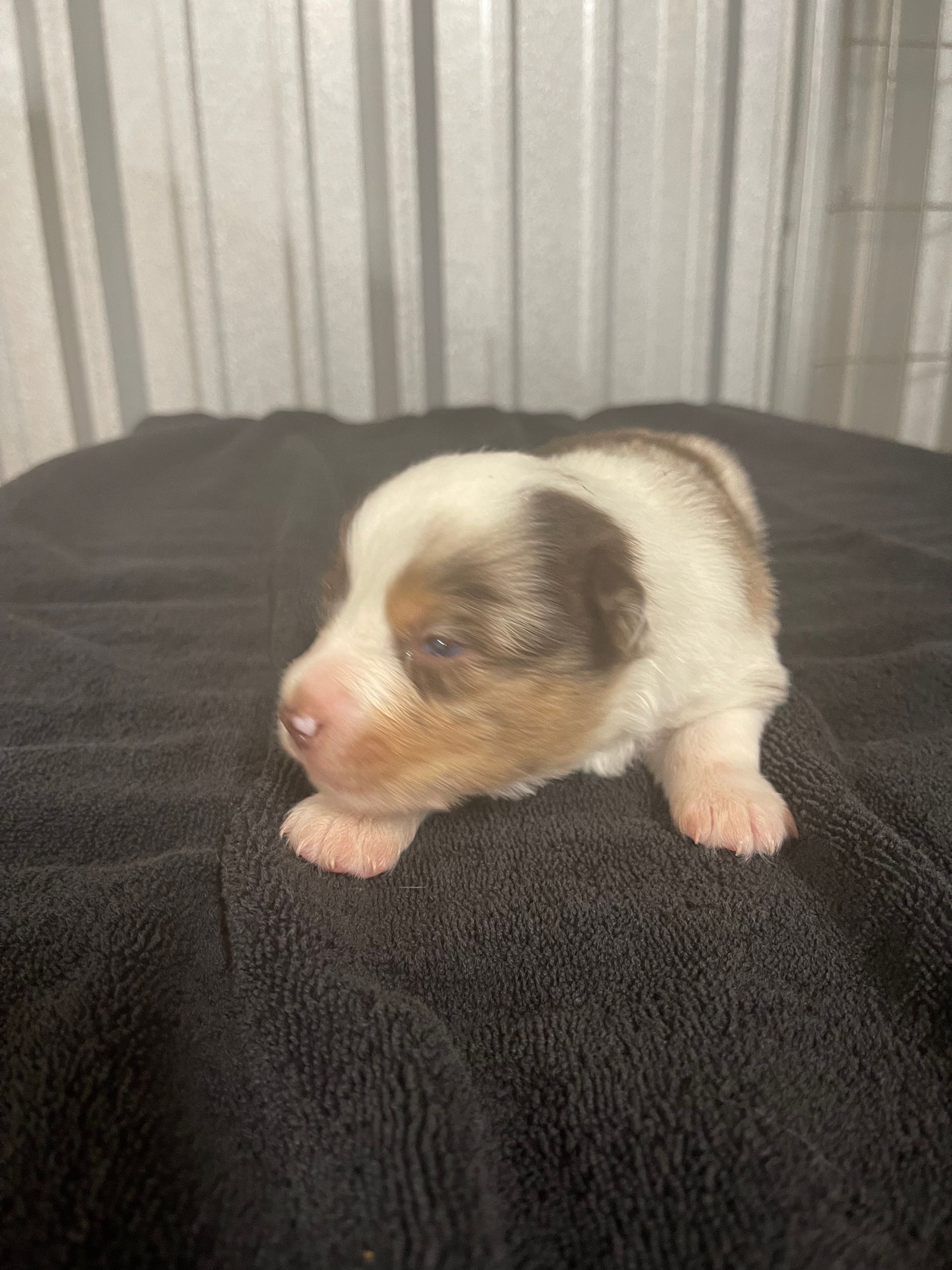 Red Merle Male 2 Sold