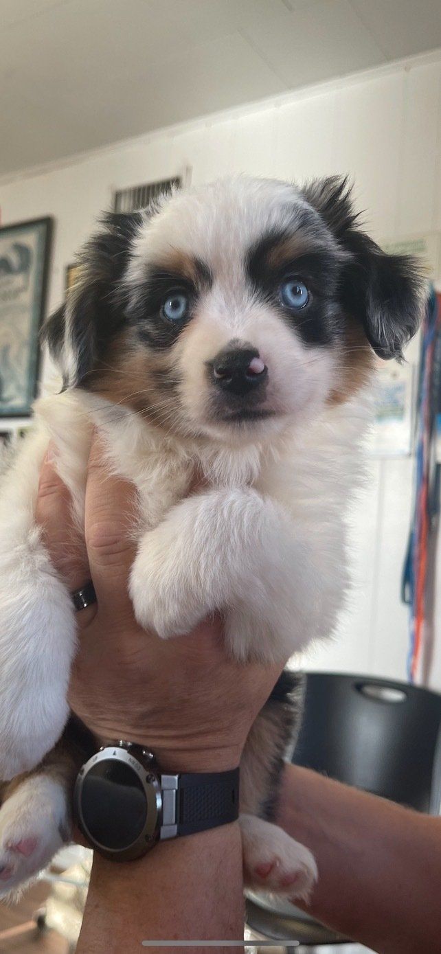 Blue Merle Female - Double Blue Eyed Aussie Puppy