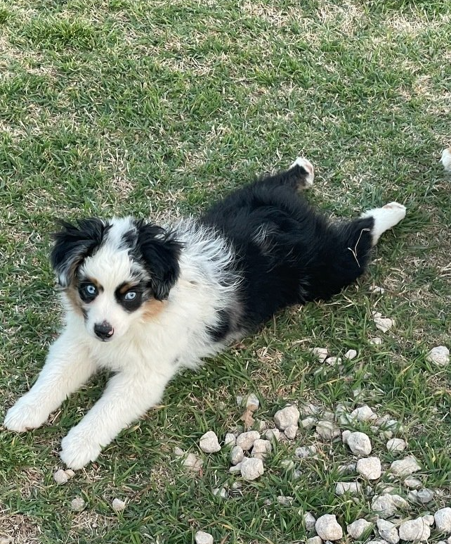 Blue Merle Female - Double Blue Eyed Aussie Puppy