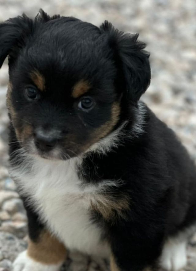 Black tri fashion female australian shepherd