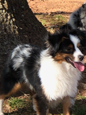 Okie Backwoods Mini Aussies - Parson's They Call Me Doc