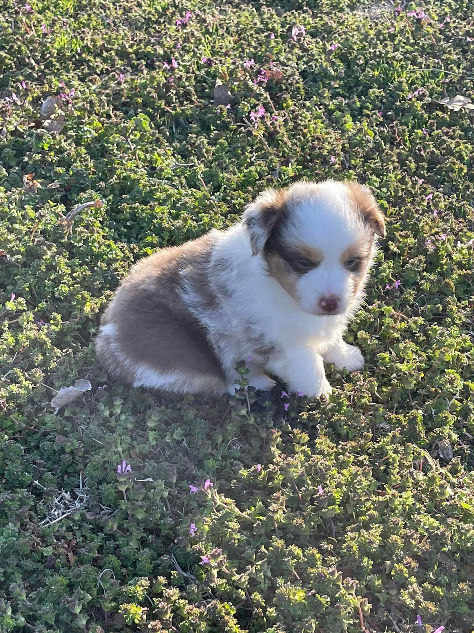 Toy Double Blue Eyed Red Merle Male Sold