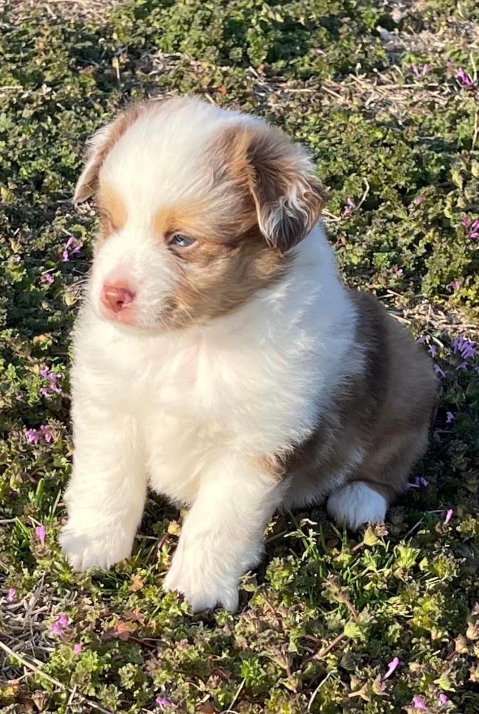 Toy Double Blue Eyed Red Merle Male Sold