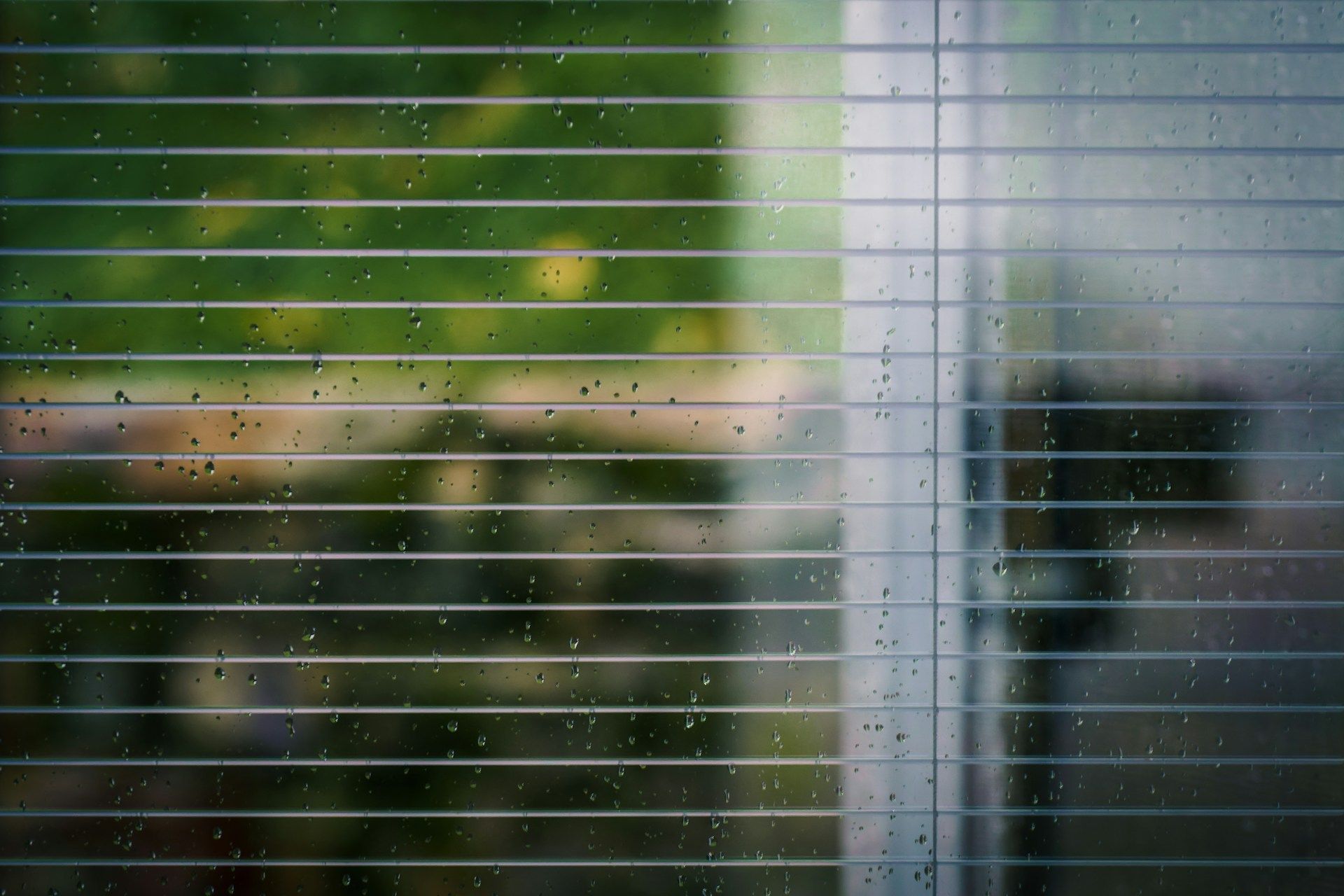 window blinds
