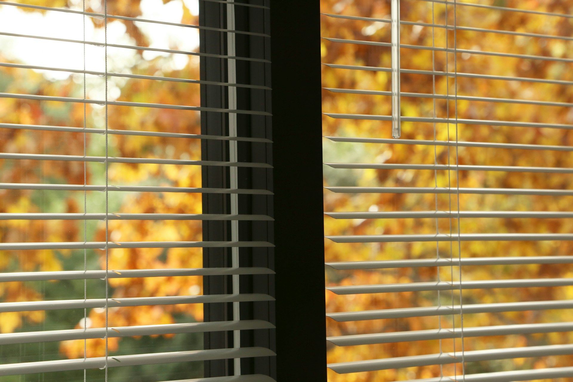 window blinds