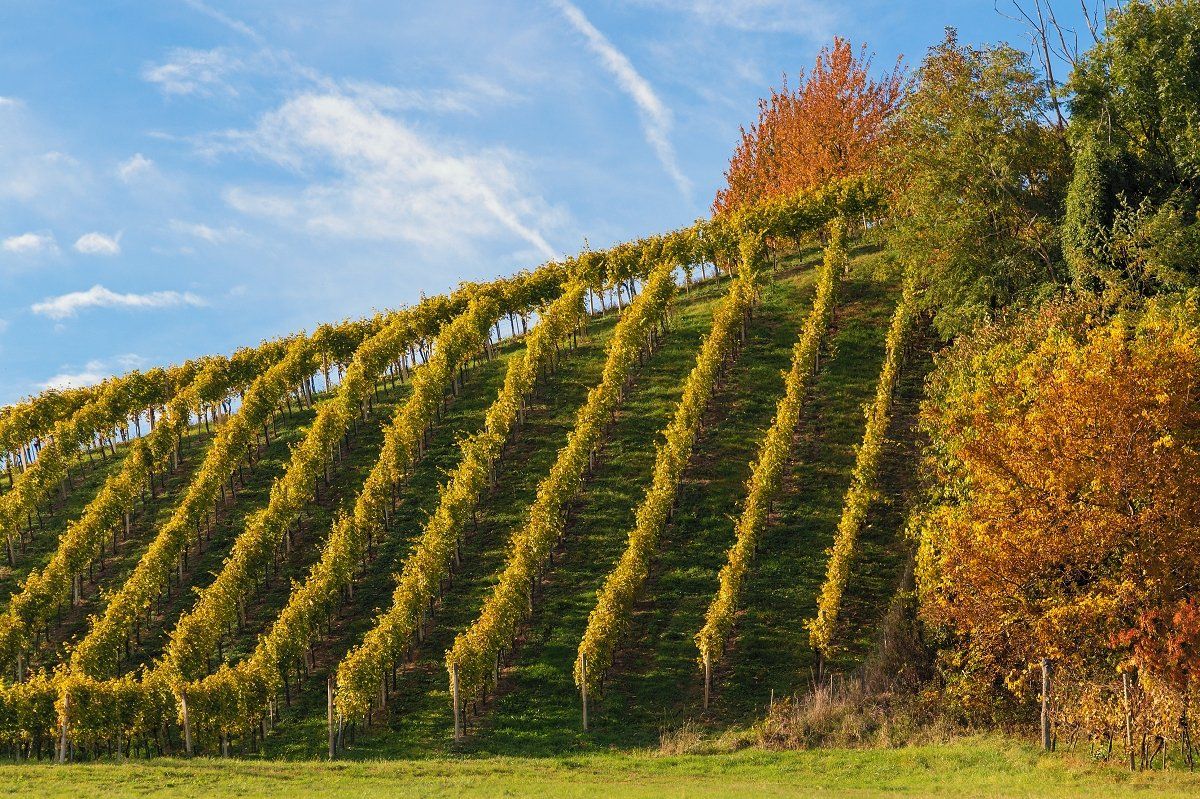 Weinberge