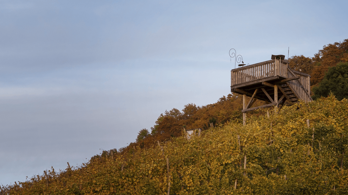 Familie in den Weinbergen