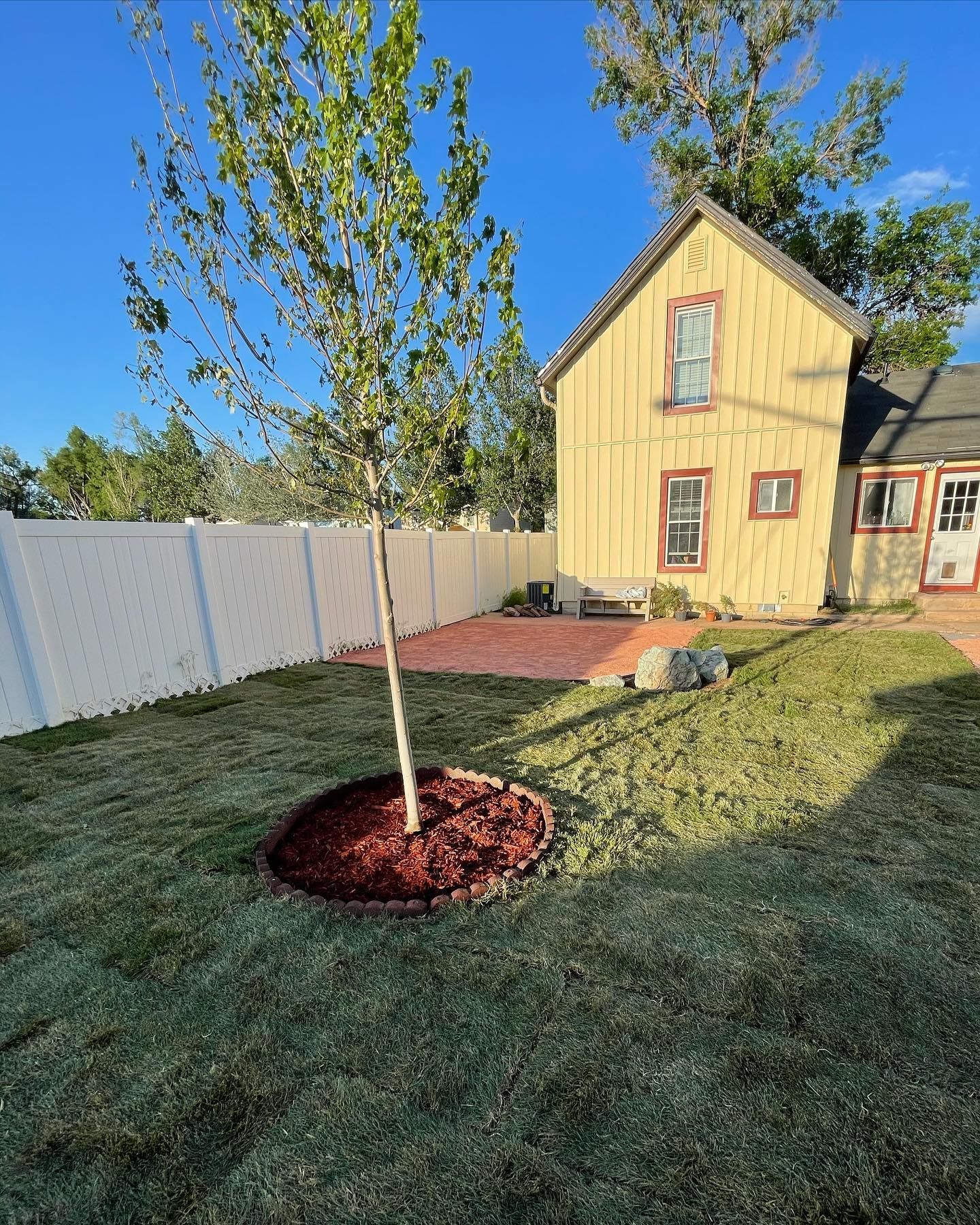 Newly planted tree in a mulched circle beside a white fence, with a yellow house and lawn in the background.