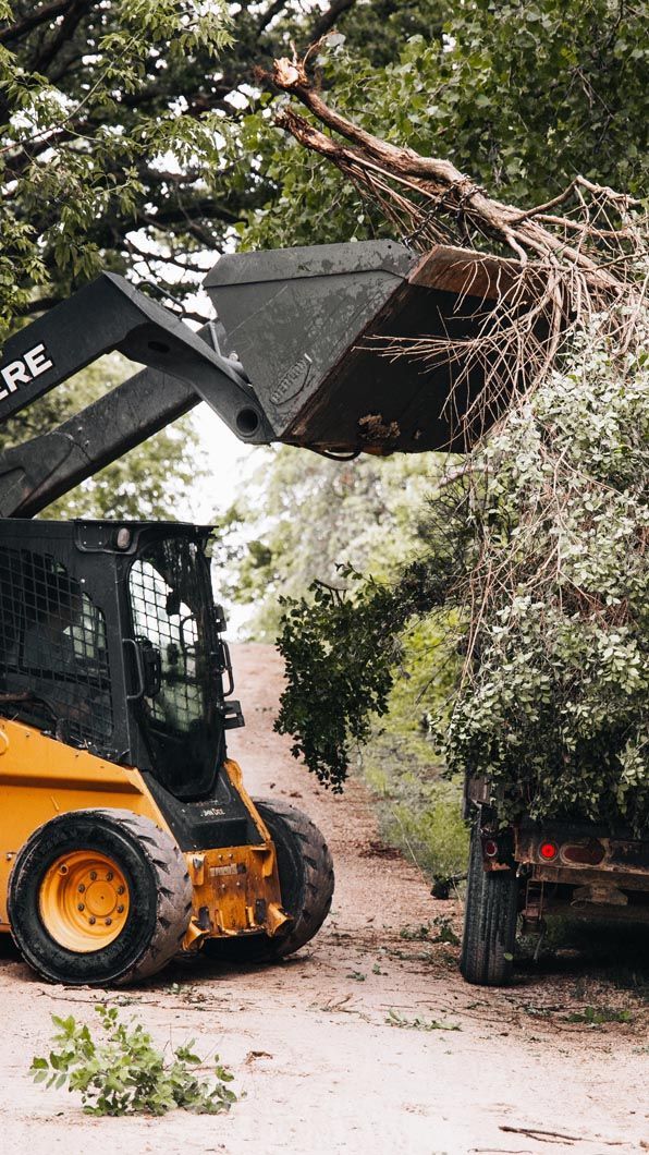 Yellow skid steer loading tree branches onto a truck.