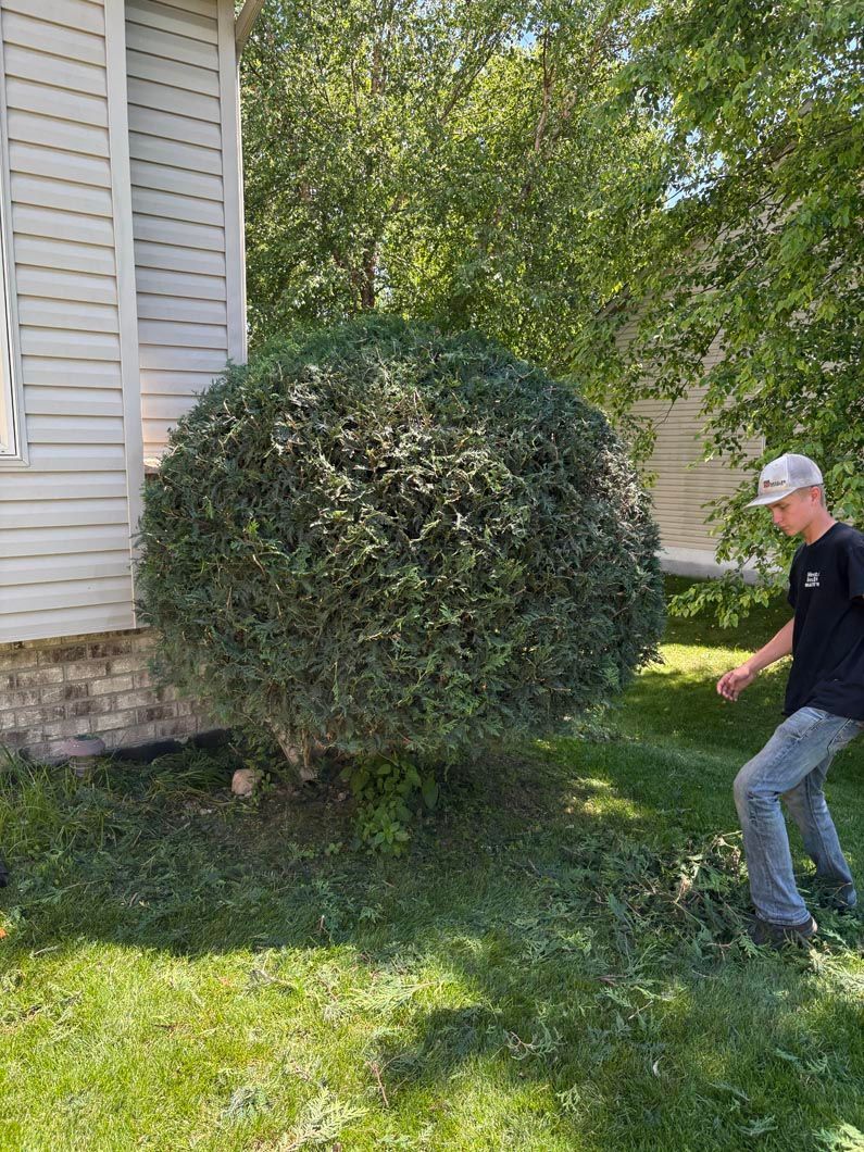 Man trimming a large, rounded bush beside a house with green grass and sunlight.