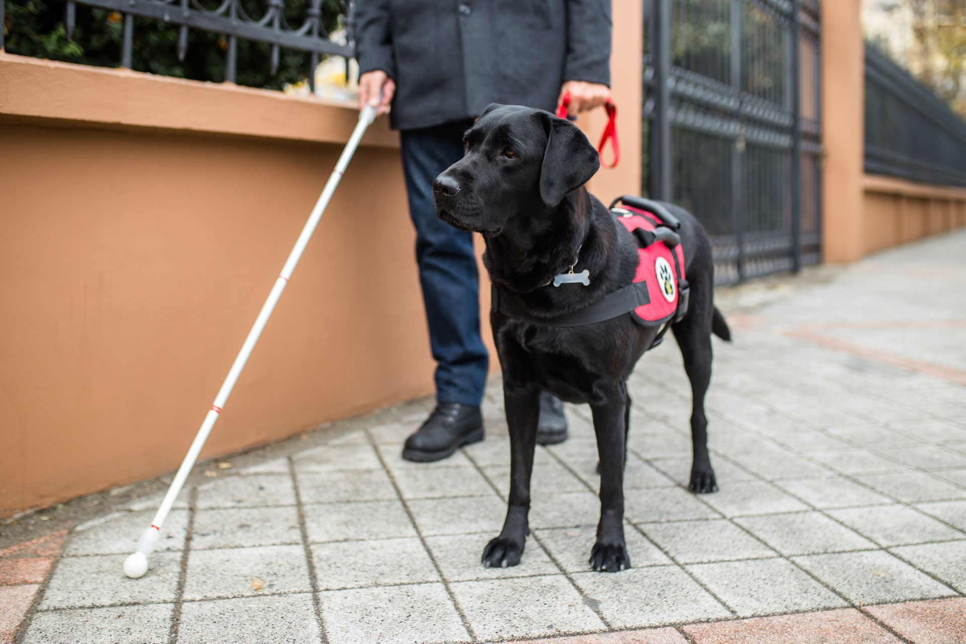Black Labrador guide dog wearing a red harness stands beside a person using a white cane on a sidewalk.