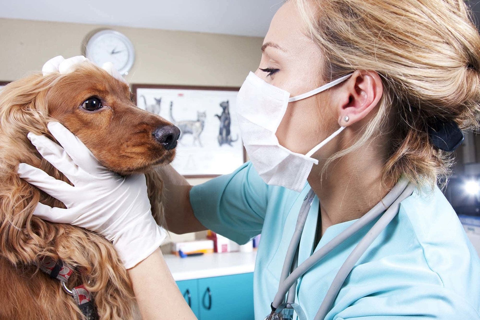 Top rated Veterinarian for ACL Surgeries for your Pet. Call us Now. Lincoln Avenue Cat & Dog Hospital.