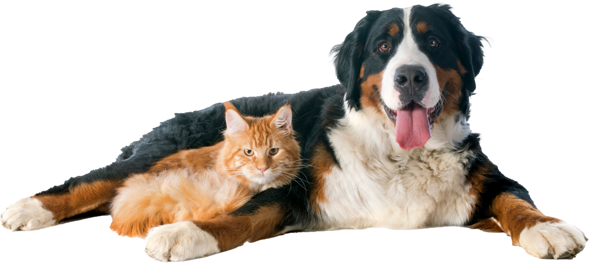 Best Animal Hospital in North Jersey for your Pet. Call us now. Lincoln Avenue Cat & Dog Hospital, Fairlawn, New Jersey