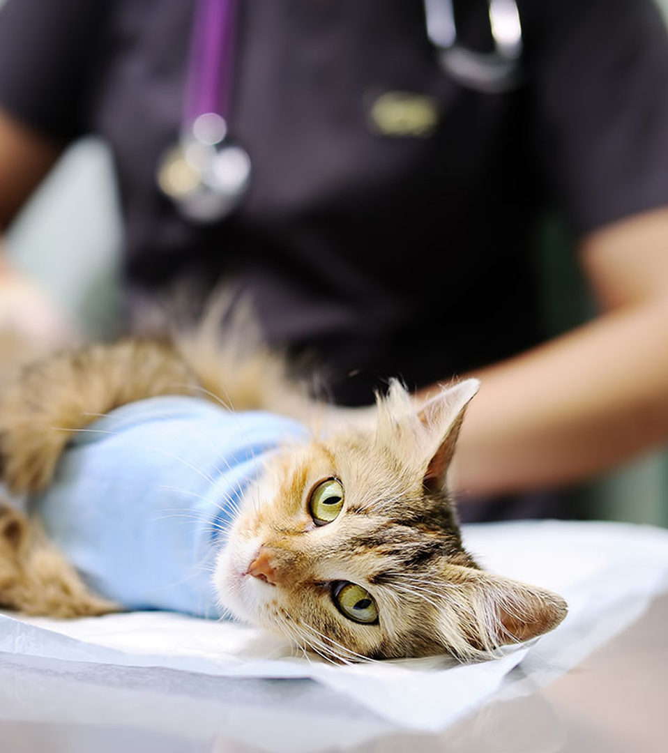 Hip Surgery for your pet by Veterinarians specializing in ACL & HIP Procedures. Guaranteed Recovery. Lincoln Avenue Cat & Dog Hospital