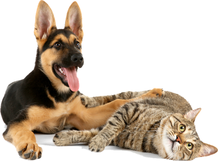 Advanced Veterinarian Procedures for your Pets Orthopedic Health. Call us Now. Lincoln Avenue Cat & Dog Hospital, Fairlawn, New Jersey