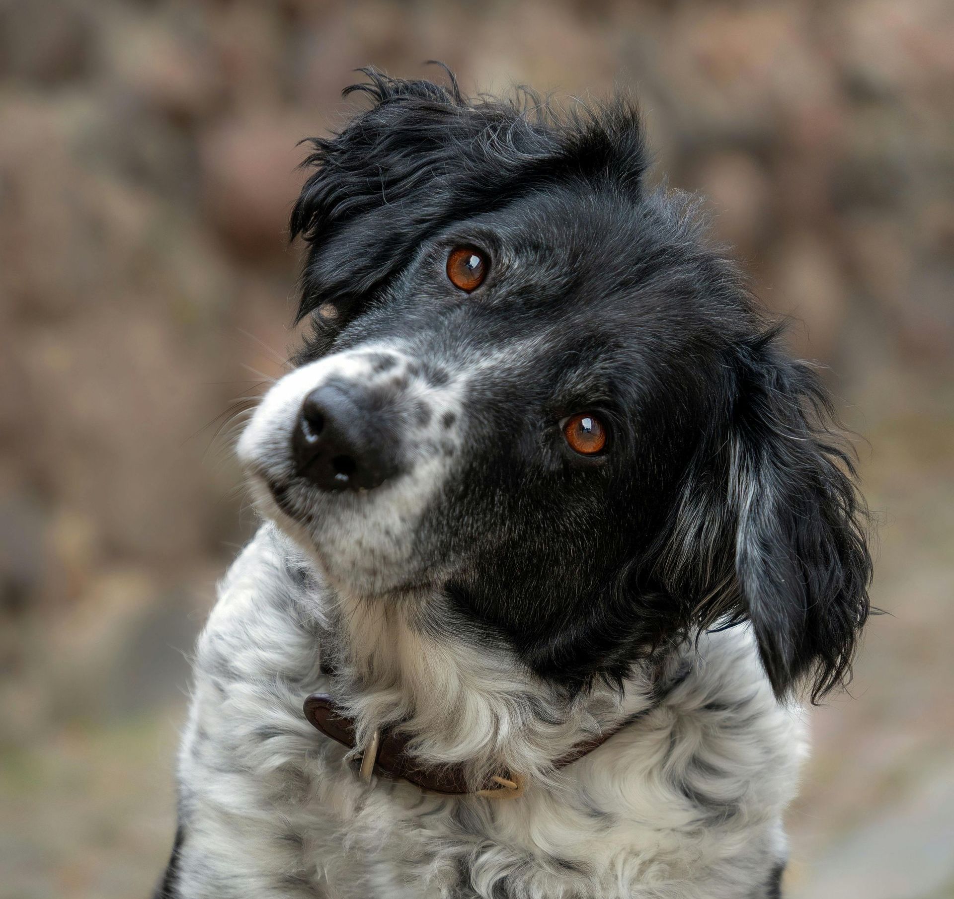 Best Animal Hospital in North Jersey for your Pet. Call us now. Lincoln Avenue Cat & Dog Hospital, Fairlawn, New Jersey