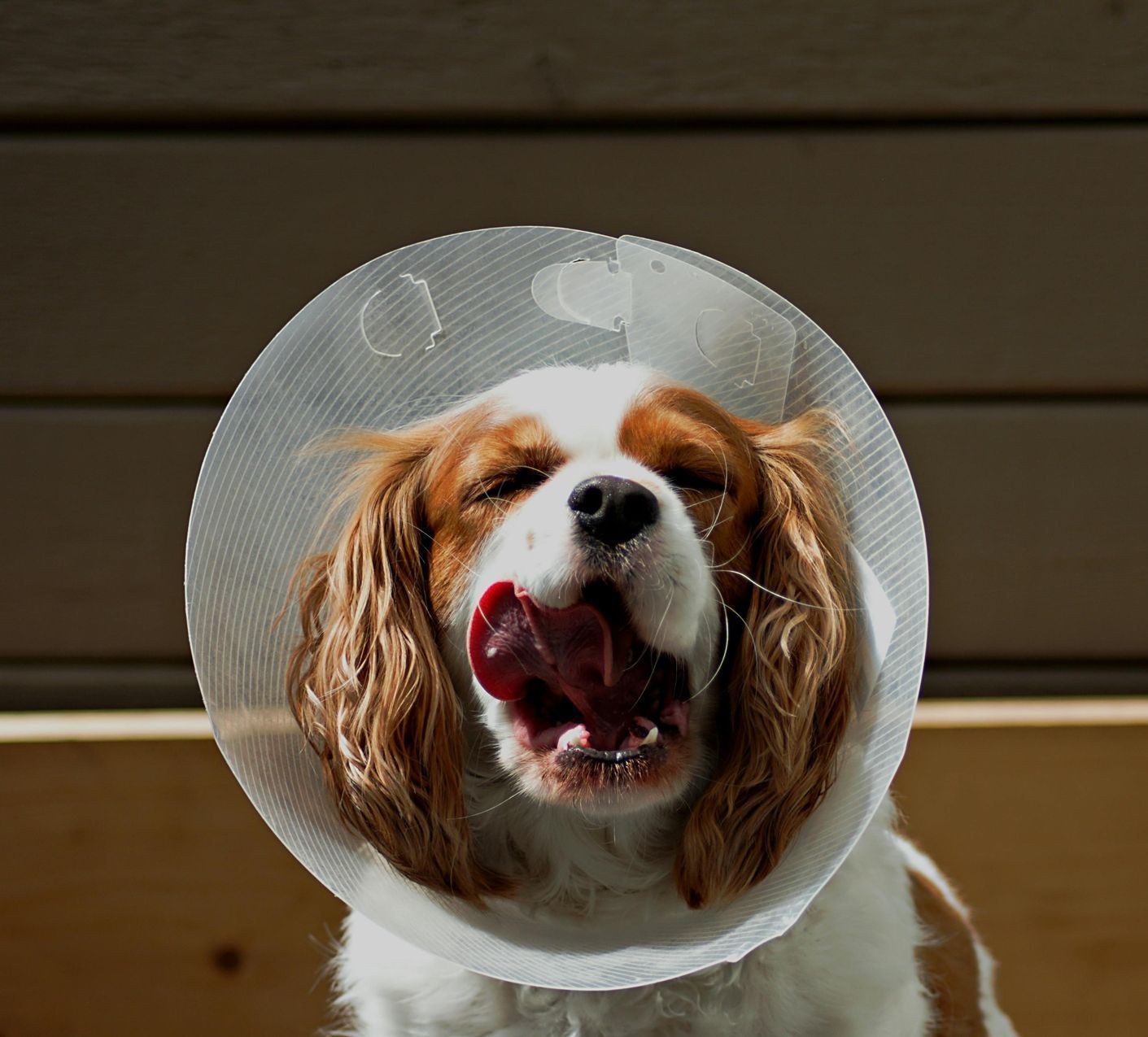 Best Animal Hospital in North Jersey for your Pet. Call us now. Lincoln Avenue Cat & Dog Hospital, Fairlawn, New Jersey