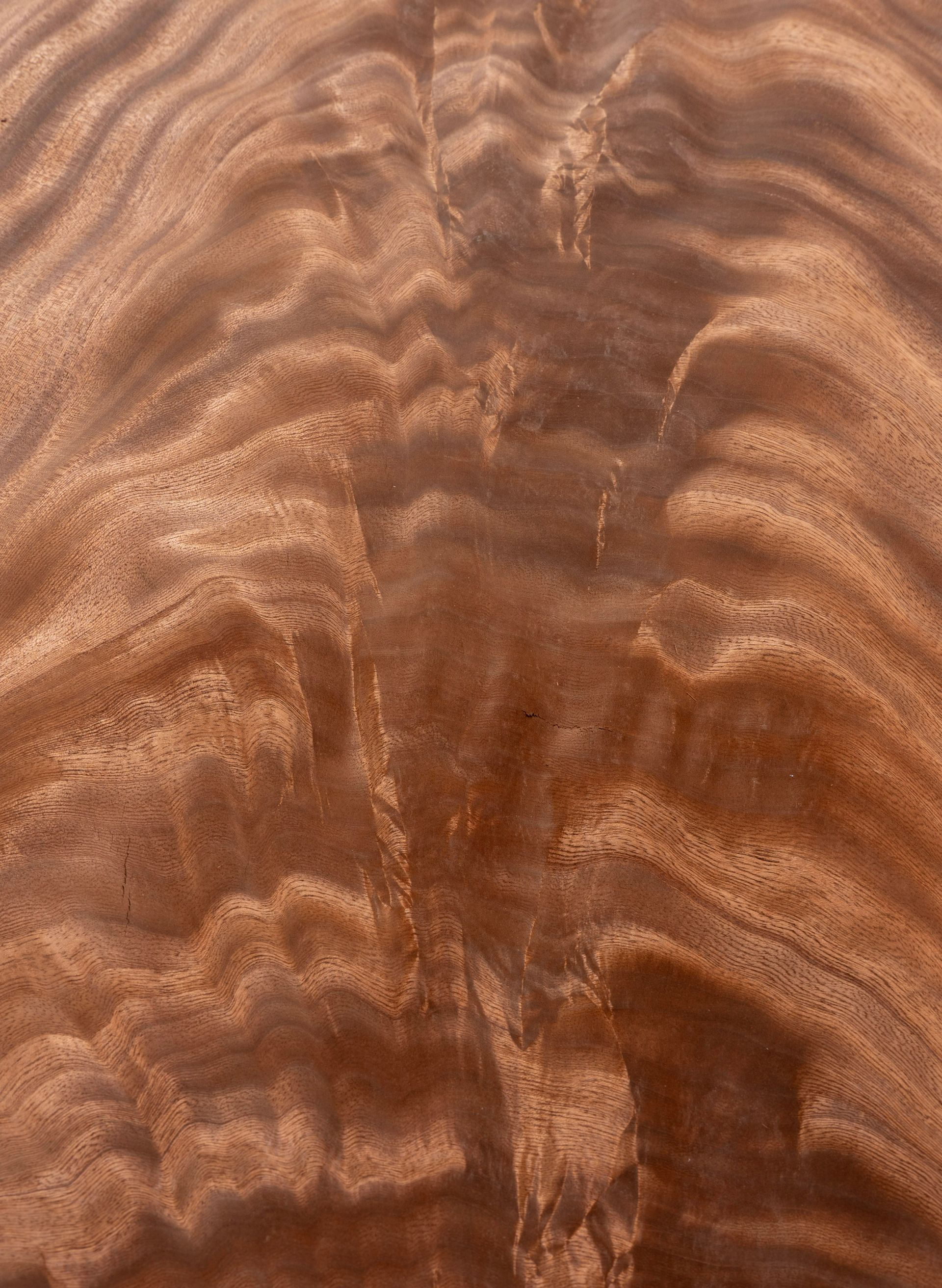 Détail Ronce d'Acajou